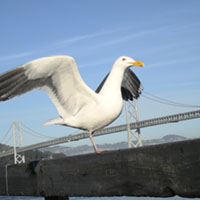 sea-gull