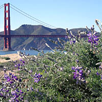 Most Golden Gate