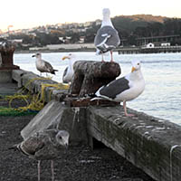 sea-gulls