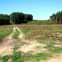 wycinka pod autostradę