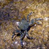 Krab Pachygrapsus marmoratus