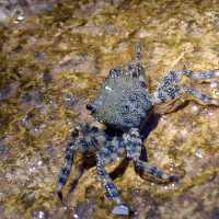 Krab Pachygrapsus marmoratus