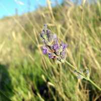Lavanda