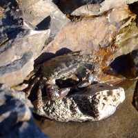 Krab Pachygrapsus marmoratus