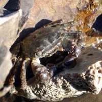 Krab Pachygrapsus marmoratus