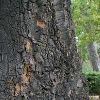 Quercus suber