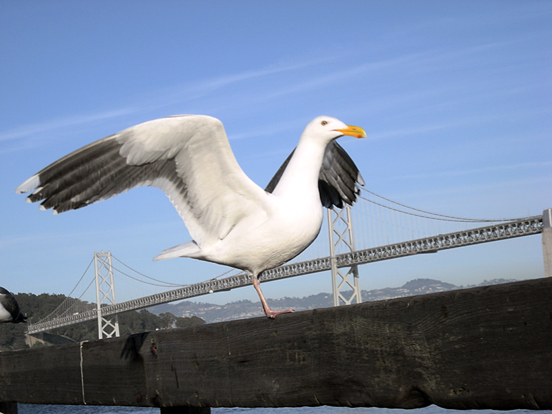 sea-gull