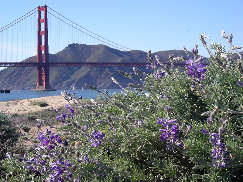 Most Golden Gate