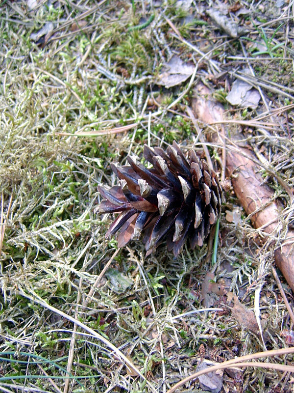 szyszka
