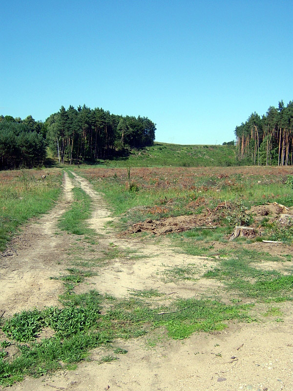 wycinka pod autostradę