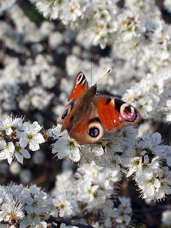motyl Rusałka pawik