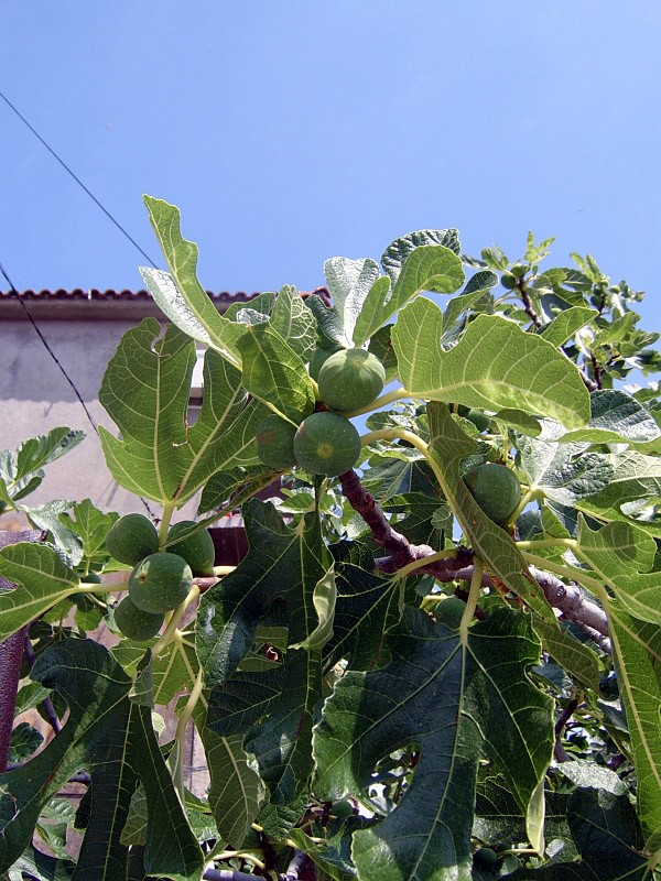 Obična smokva