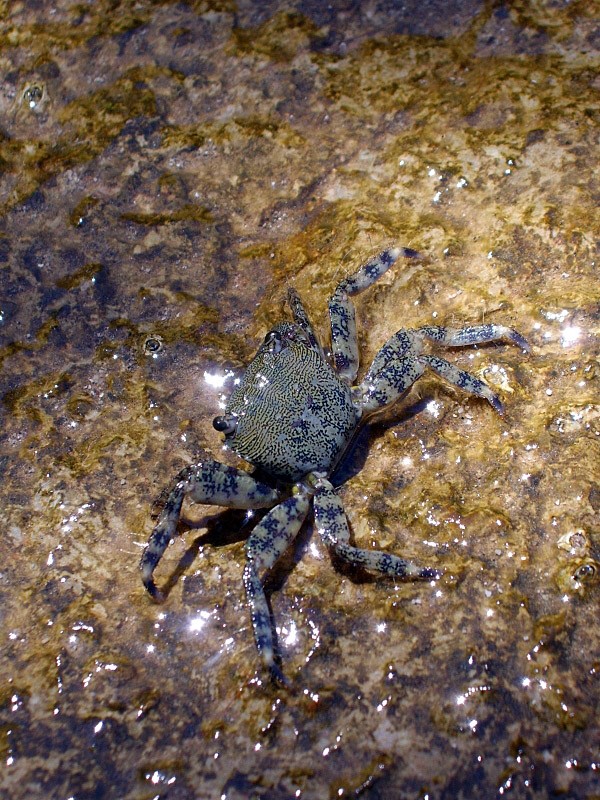 Krab Pachygrapsus marmoratus