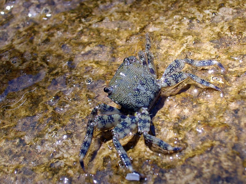 Krab Pachygrapsus marmoratus
