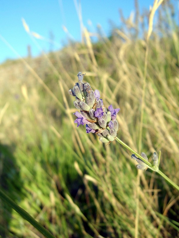 Lavanda