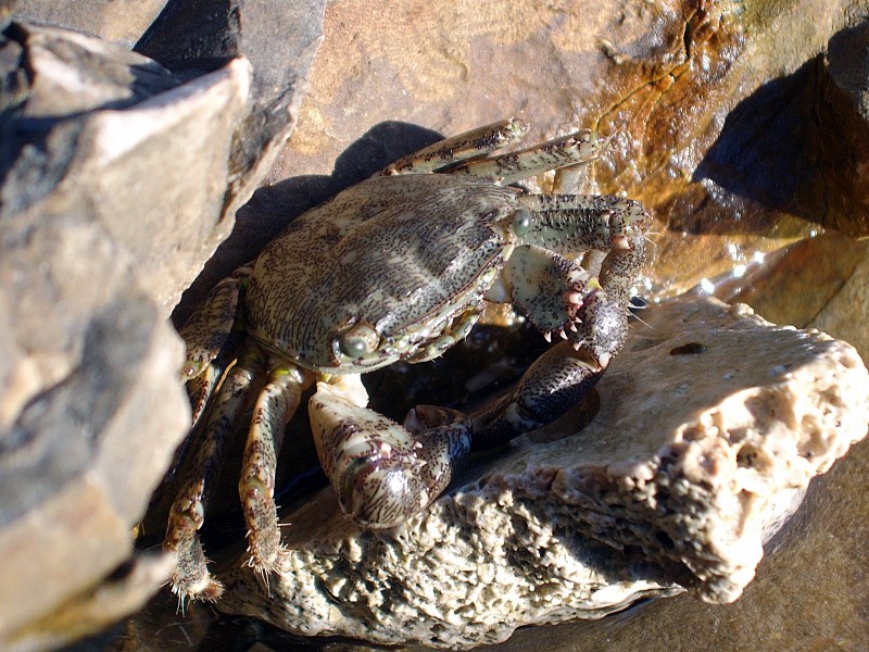 Krab Pachygrapsus marmoratus