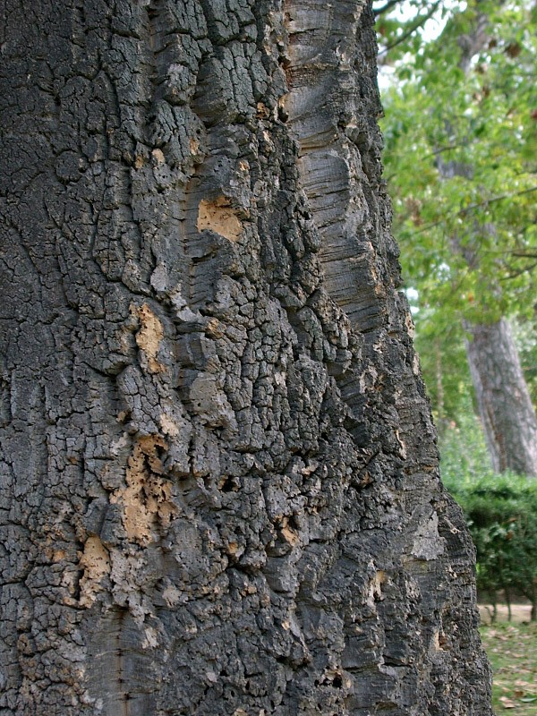 Quercus suber