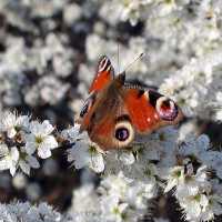 motyl Rusałka pawik